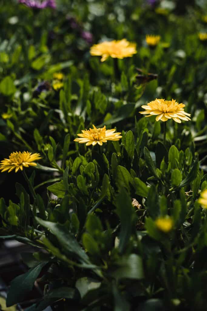 A close up of yellow dandelion flowers that have bloomed.